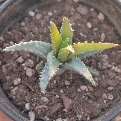 Aloe humilis 'Spider Aloe'