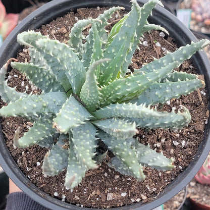 Aloe humilis 'Spider Aloe'