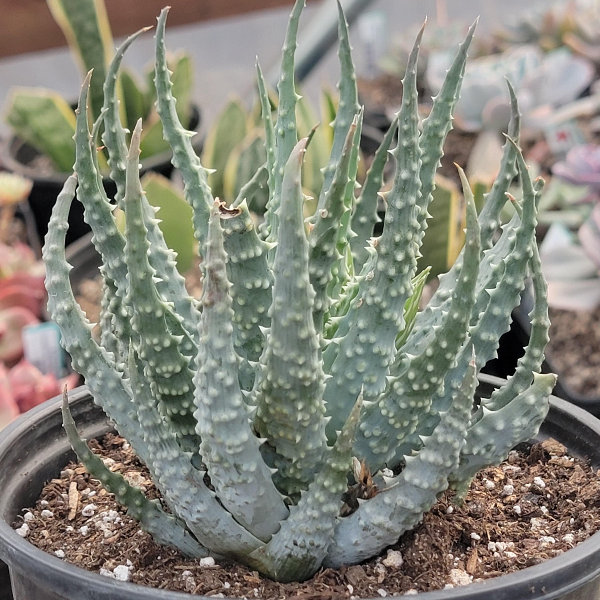 DesertScapeSucculent Succulent 6"/1 gal Assorted Aloe humilis 'Spider Aloe'