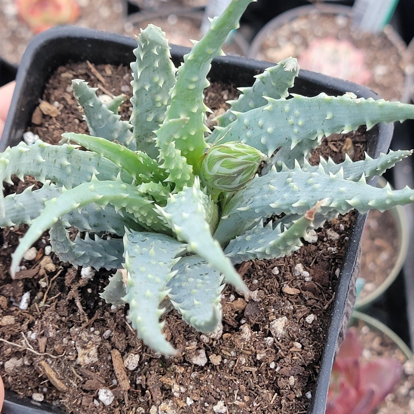 Aloe humilis 'Spider Aloe'