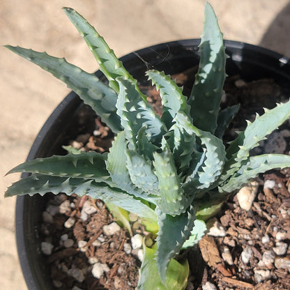 Aloe humilis 'Spider Aloe'