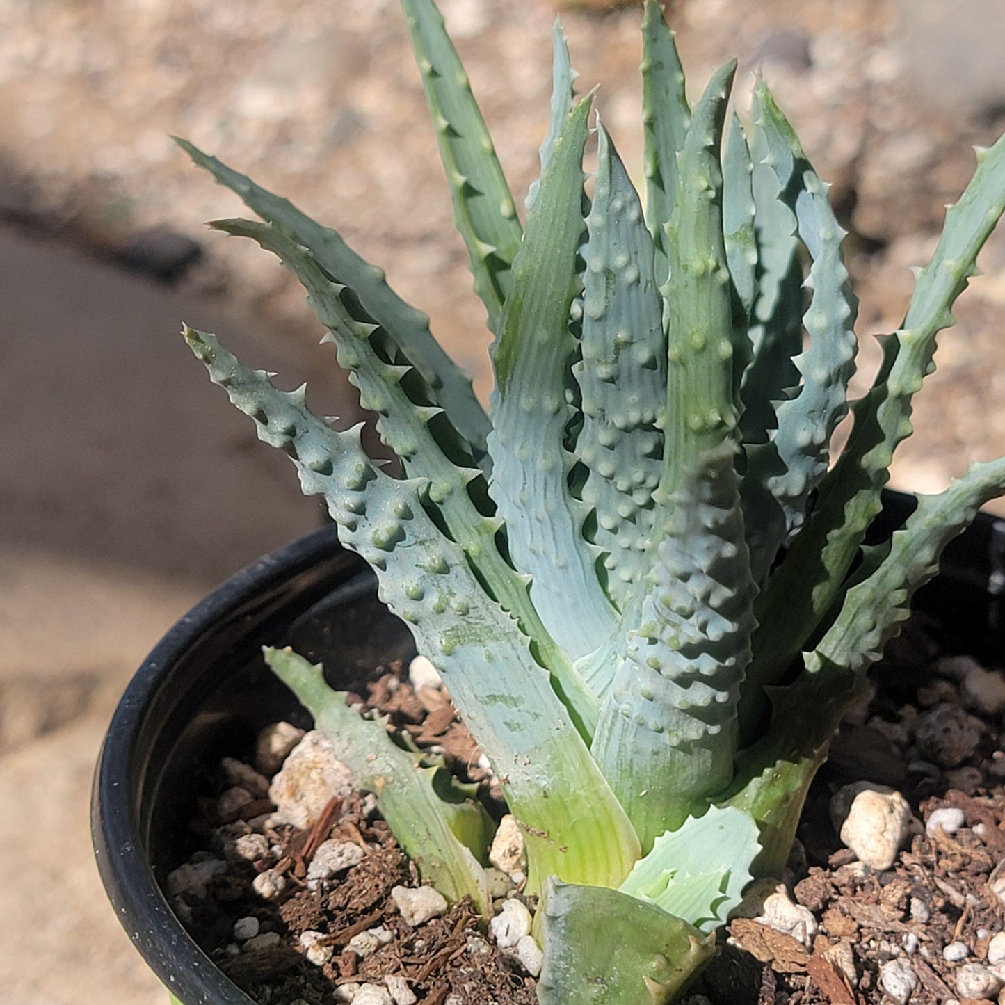 Aloe humilis 'Spider Aloe'