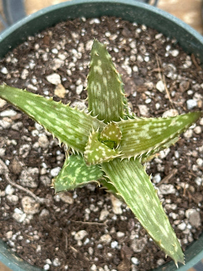 Aloe Juvenna 'Aloe Diente de Tigre'