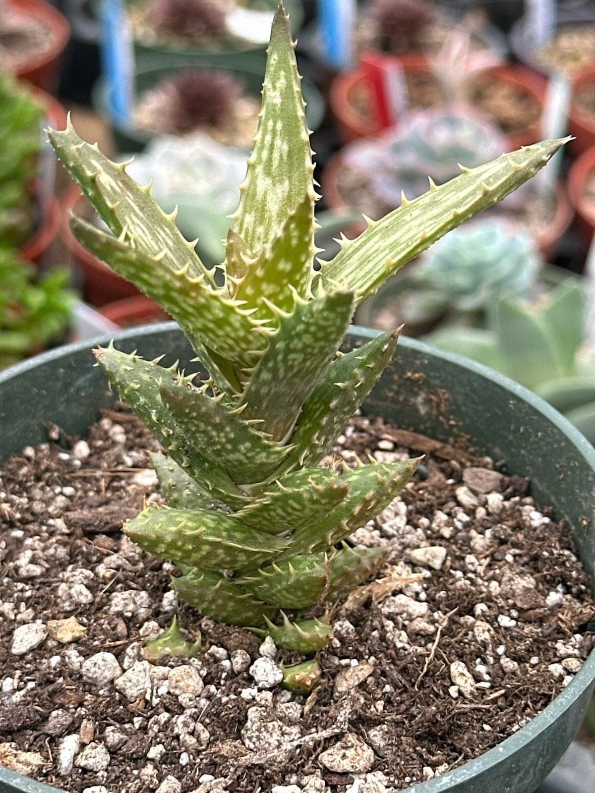 tiger tooth succulent Aloe Juvenna 'Tiger Tooth Aloe'