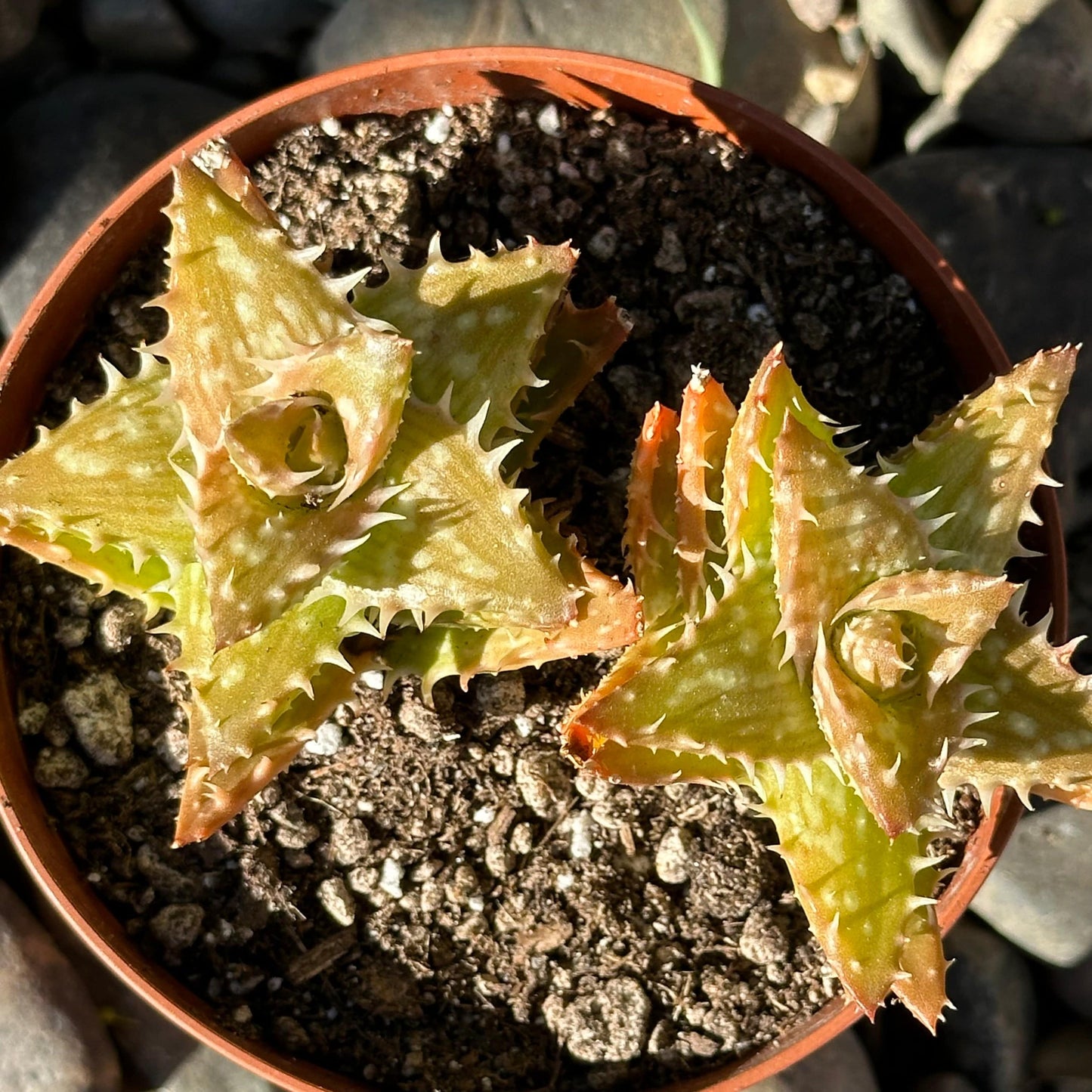 Aloe Juvenna 'Aloe Diente de Tigre'