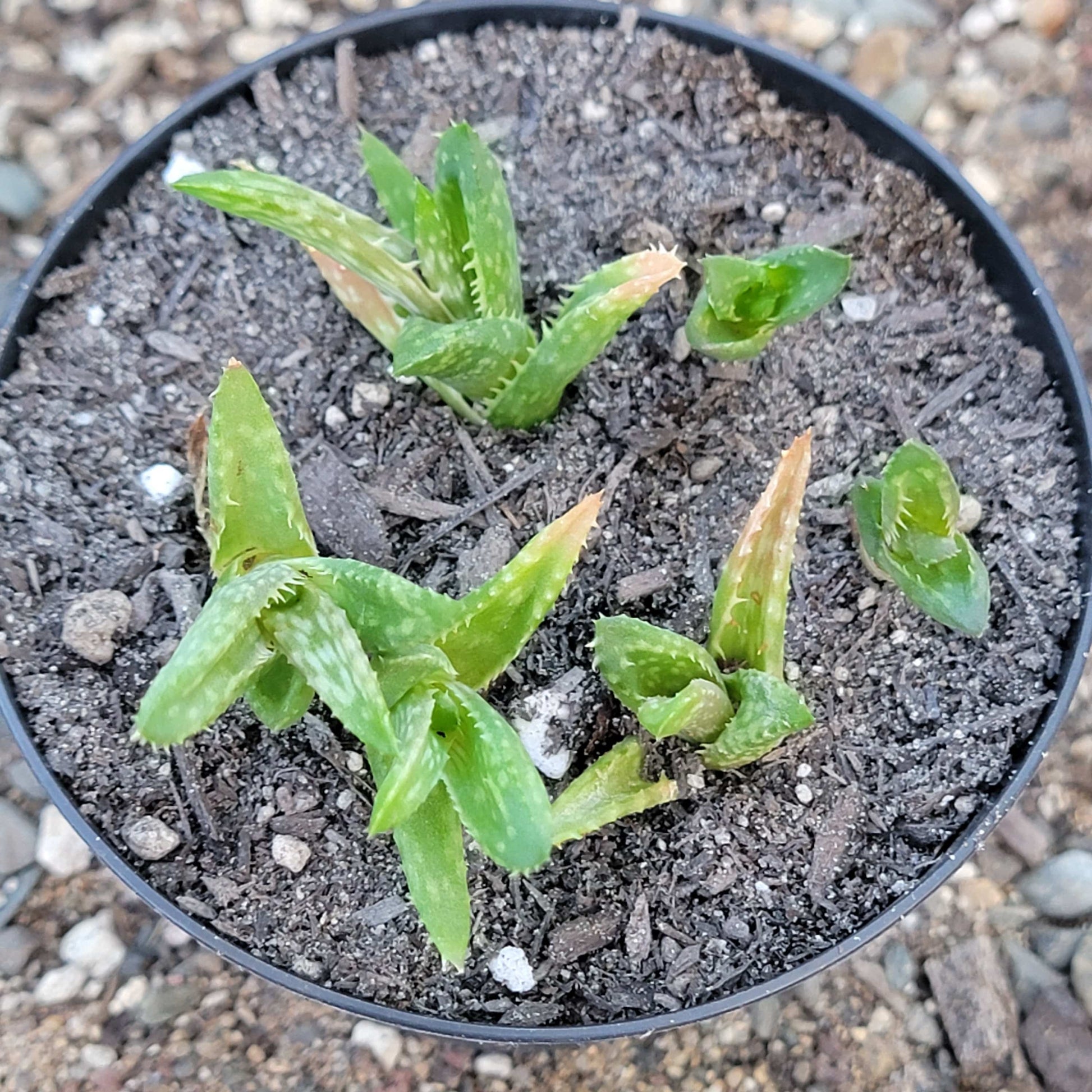tiger tooth succulent Aloe Juvenna 'Tiger Tooth Aloe' – DesertScapeSucculent