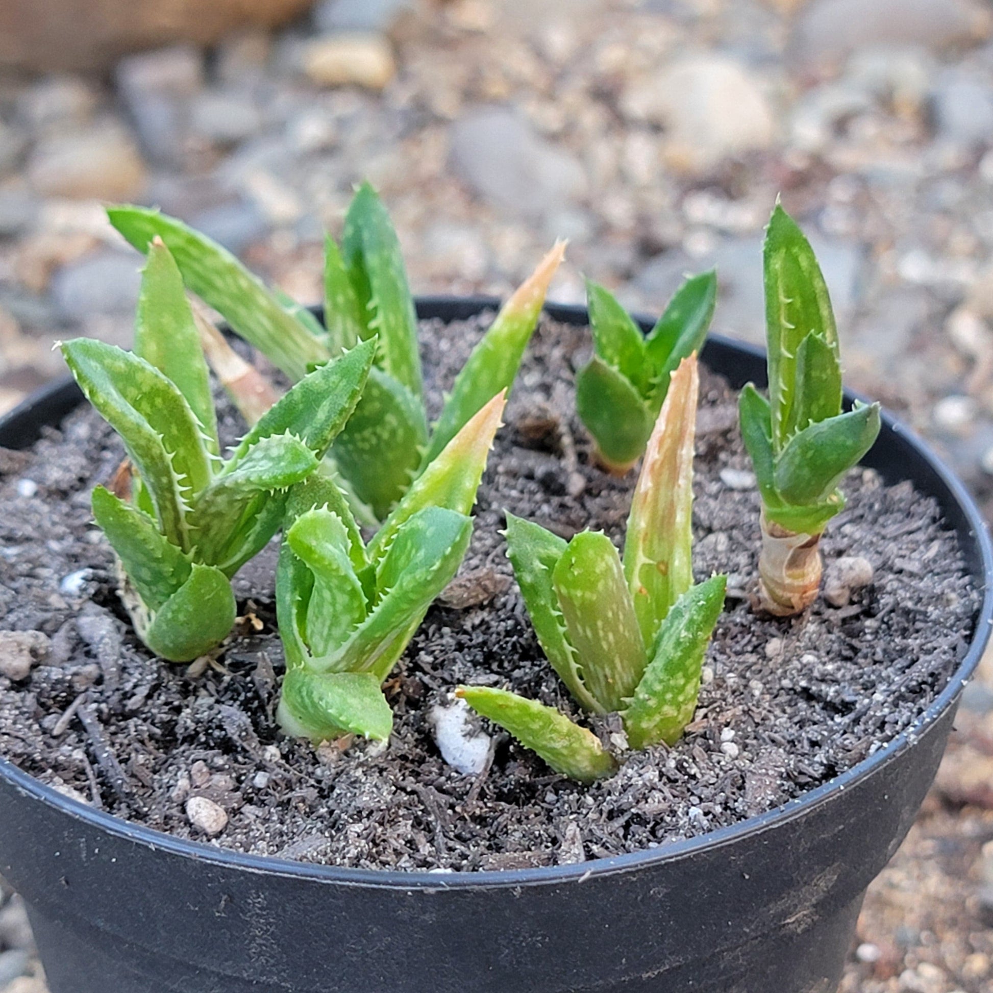 tooth succulent Aloe Juvenna 'Tiger Tooth Aloe' – DesertScapeSucculent