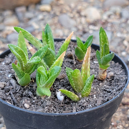 tiger tooth succulent Aloe Juvenna 'Tiger Tooth Aloe' – DesertScapeSucculent