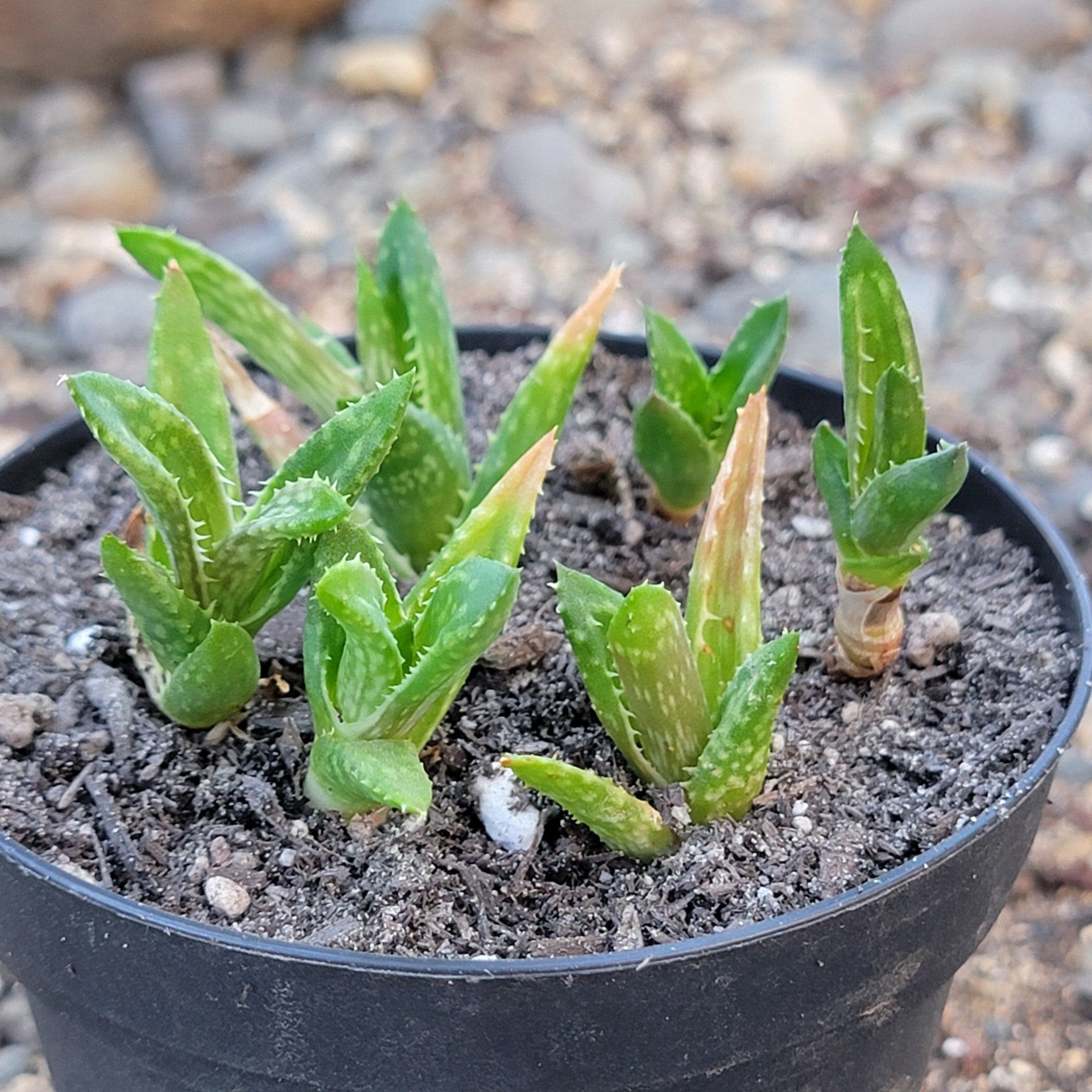 tiger aloe succulent Aloe Juvenna 'Tiger Tooth Aloe' – DesertScapeSucculent