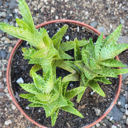 Aloe Juvenna 'Tiger Tooth Aloe'