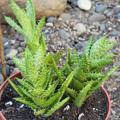 tiger tooth succulent Aloe Juvenna 'Tiger Tooth Aloe' – DesertScapeSucculent
