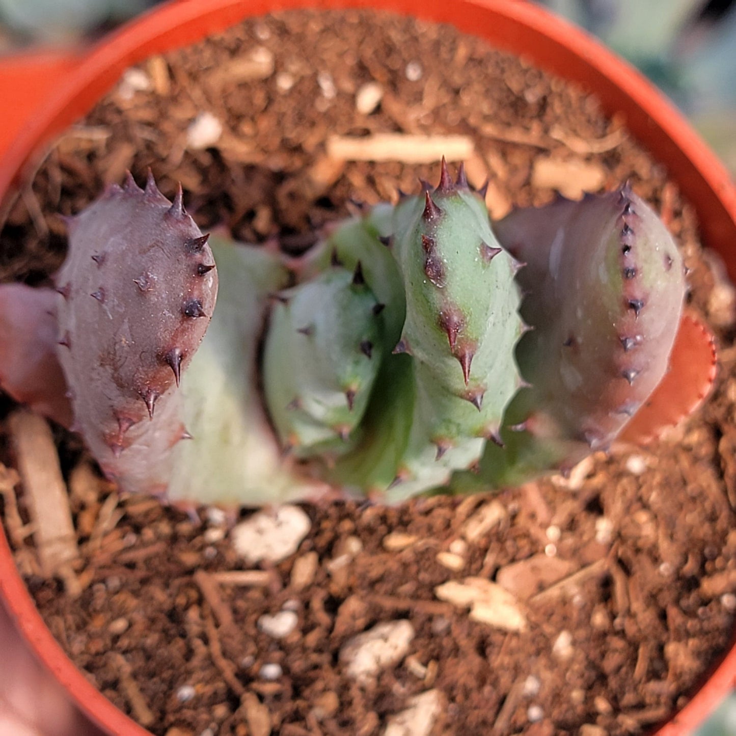 Aloe marlothii 'Mountain Aloe'