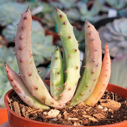 Aloe marlothii 'Mountain Aloe'