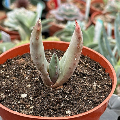 Aloe marlothii 'Mountain Aloe'