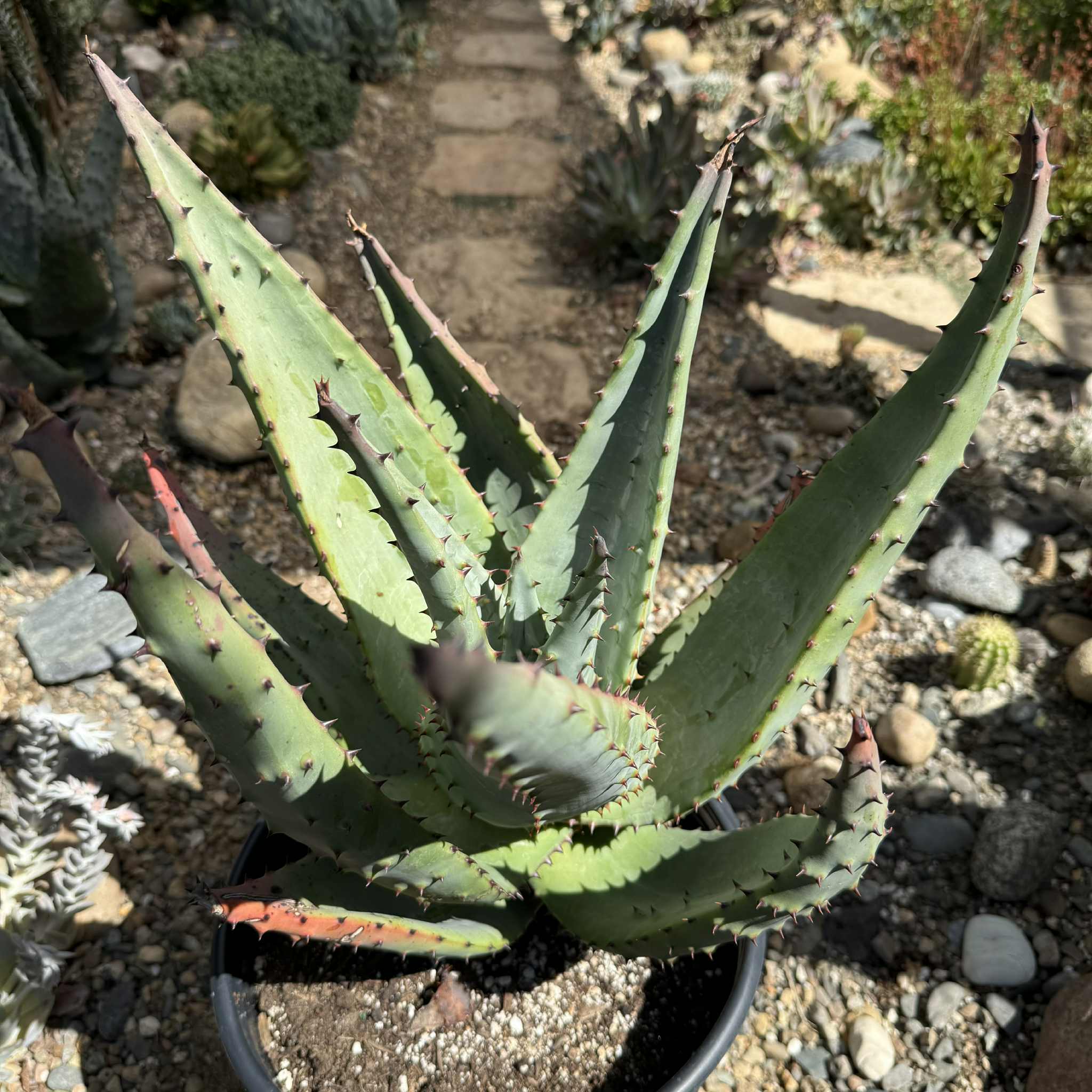 Aloe marlothii 'Mountain Aloe' – DesertScapeSucculent