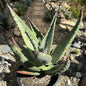 Aloe marlothii 'Mountain Aloe' - 5 gal Assorted - Succulent - DesertScapeSucculent
