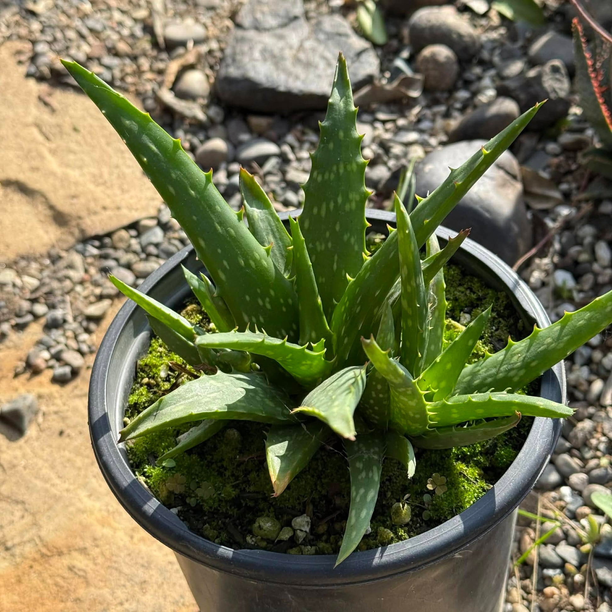 aloe vera plant produce oxygen at night Aloe 'Night Sky' – DesertScapeSucculent