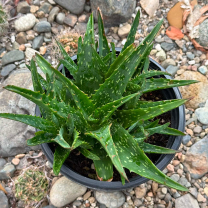 DesertScapeSucculent Succulent 1 gallon Aloe 'Night Sky'