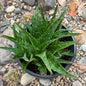 DesertScapeSucculent Succulent 1 gallon Aloe 'Night Sky'