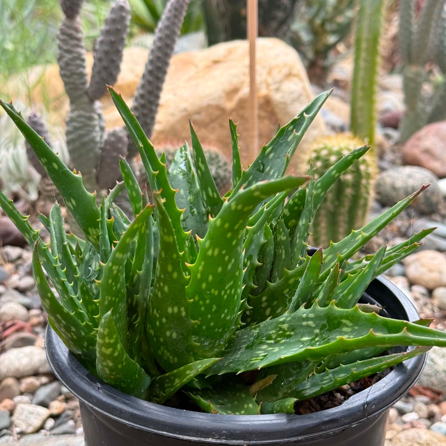 DesertScapeSucculent Succulent Aloe 'Night Sky'