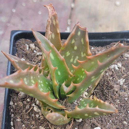 Aloe 'Night Sky'