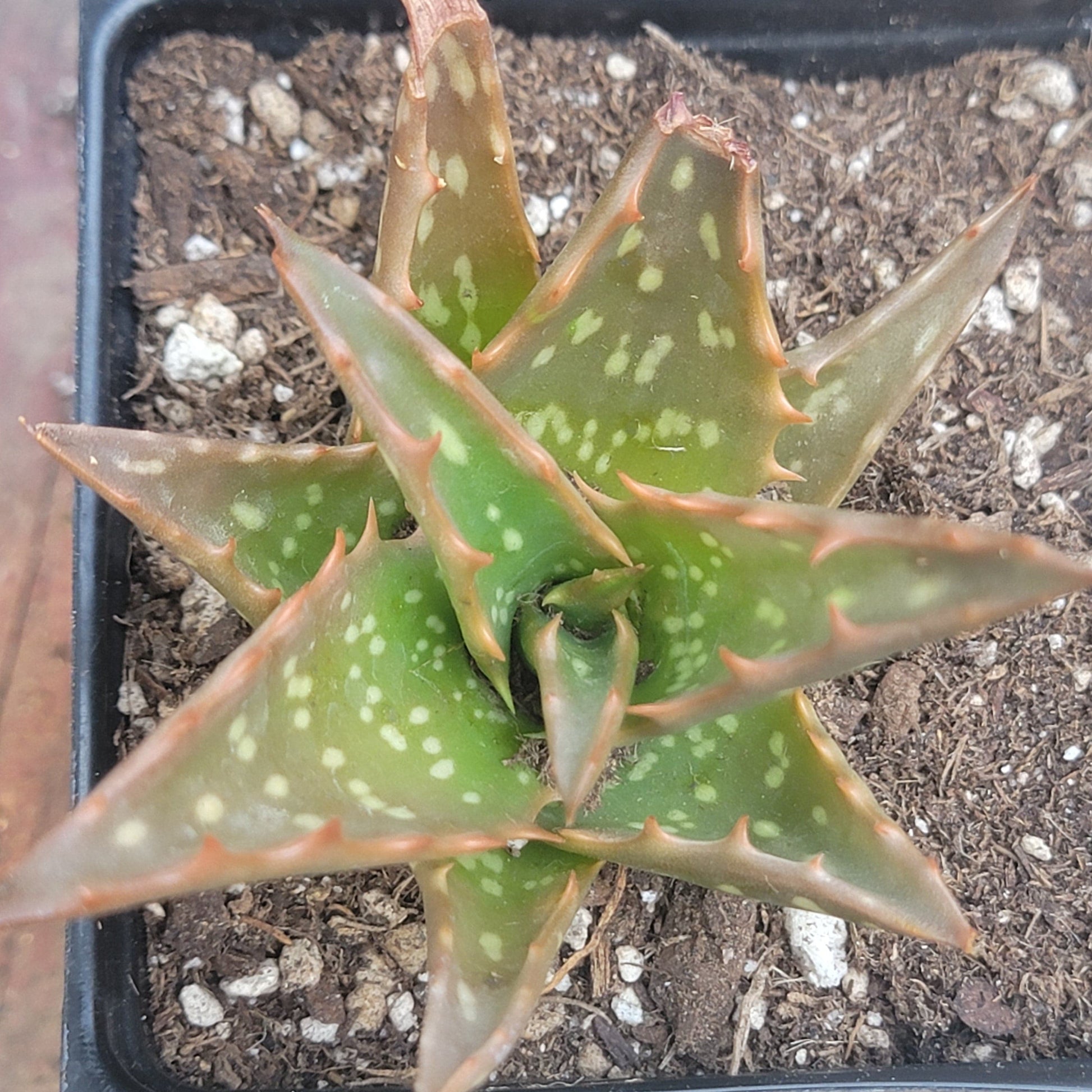 aloe vera plant oxygen at night Aloe 'Night Sky' – DesertScapeSucculent