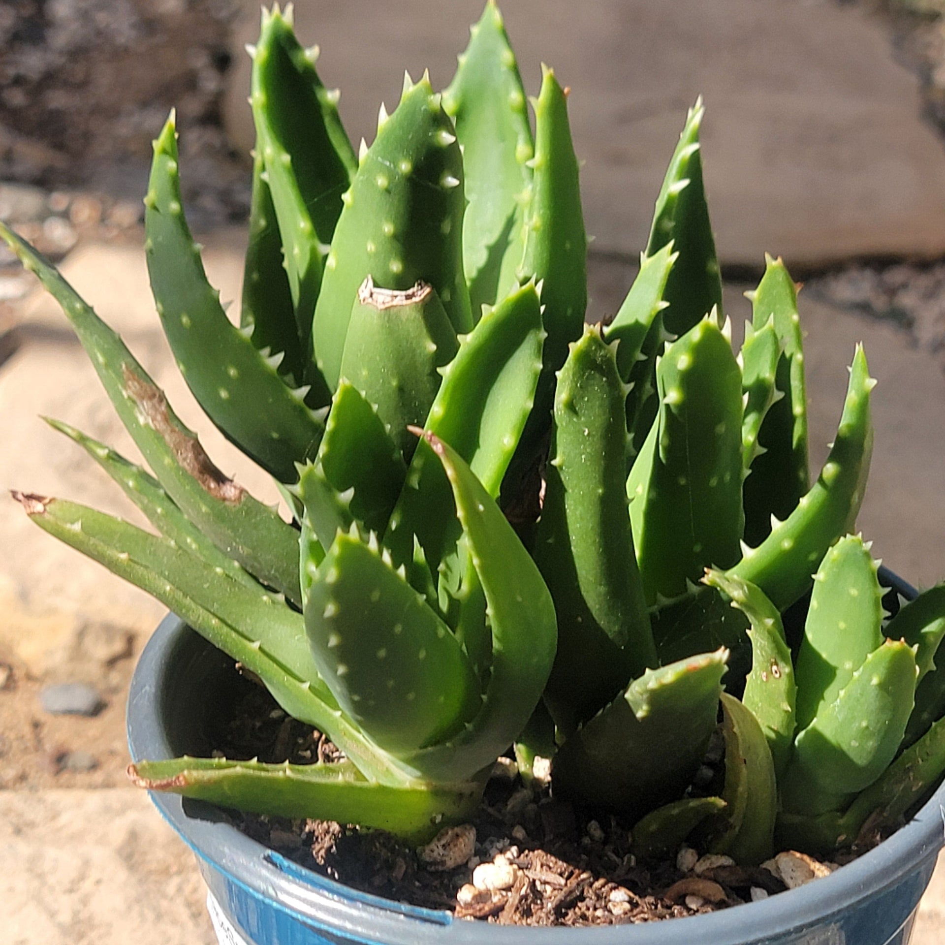Aloe nobilis