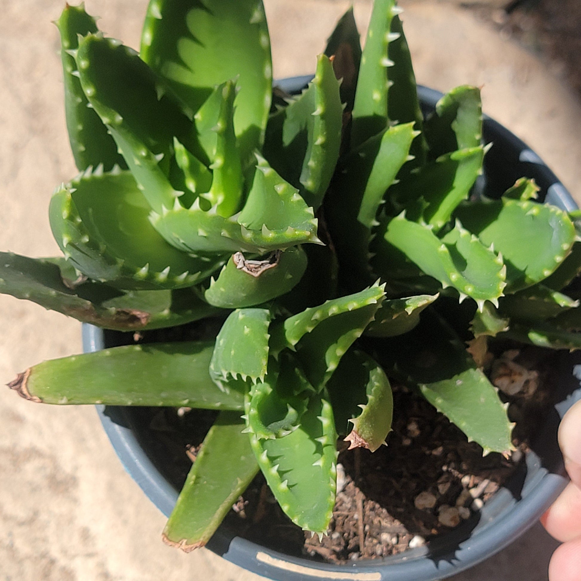 are aloes succulents Aloe nobilis – DesertScapeSucculent
