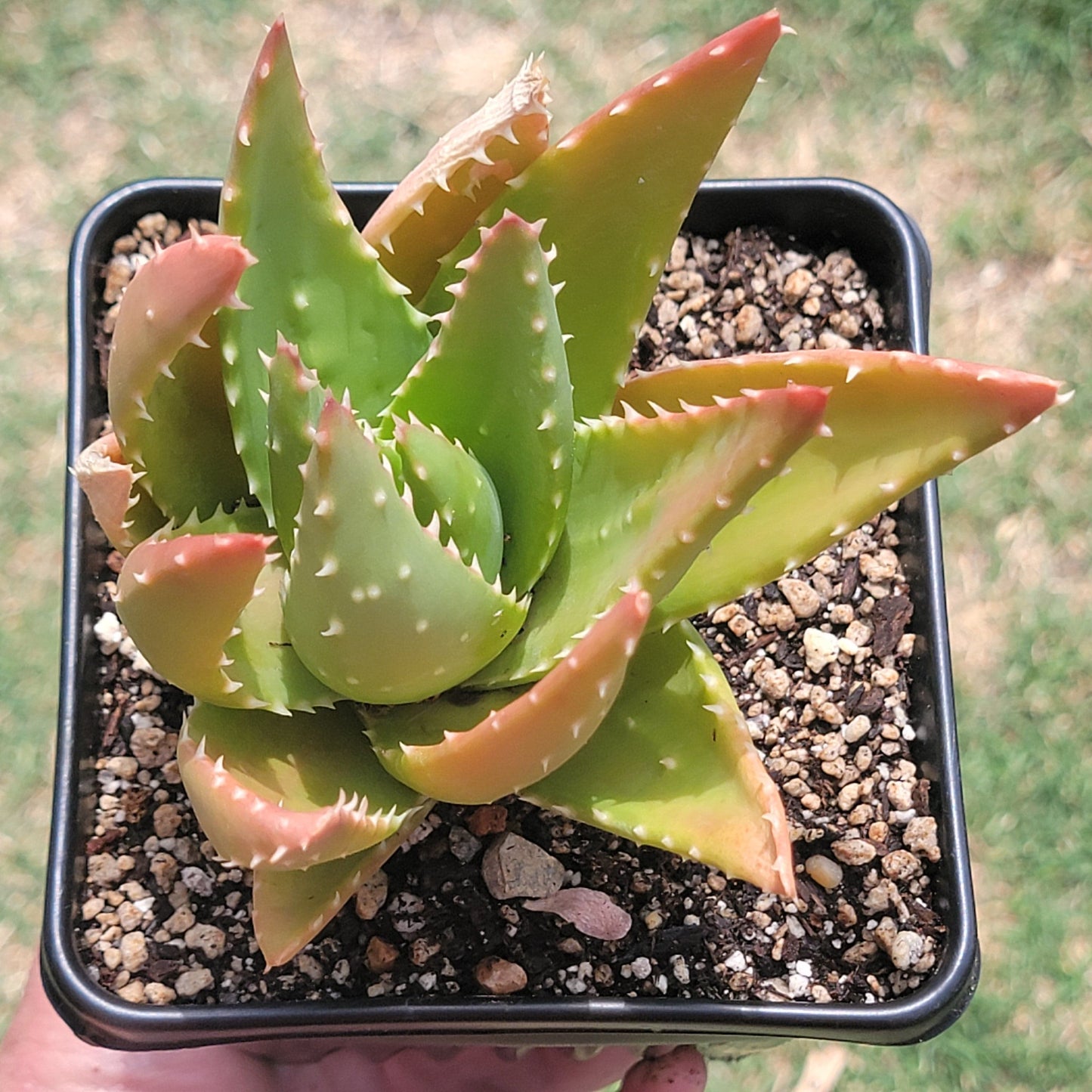 gold tooth aloe vera plant Aloe Nobilis 'Gold Tooth Aloe" – DesertScapeSucculent