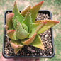 Aloe Nobilis 'Gold Tooth Aloe" - Single 6 Inch A - Succulent - DesertScapeSucculent