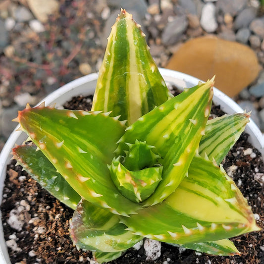 Aloe Nobilis 'Gold Tooth Aloe" Var - 4 Inch Assorted - Succulent - DesertScapeSucculent