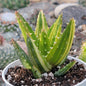 Aloe Nobilis 'Gold Tooth Aloe" Var - 4 Inch Assorted - Succulent - DesertScapeSucculent