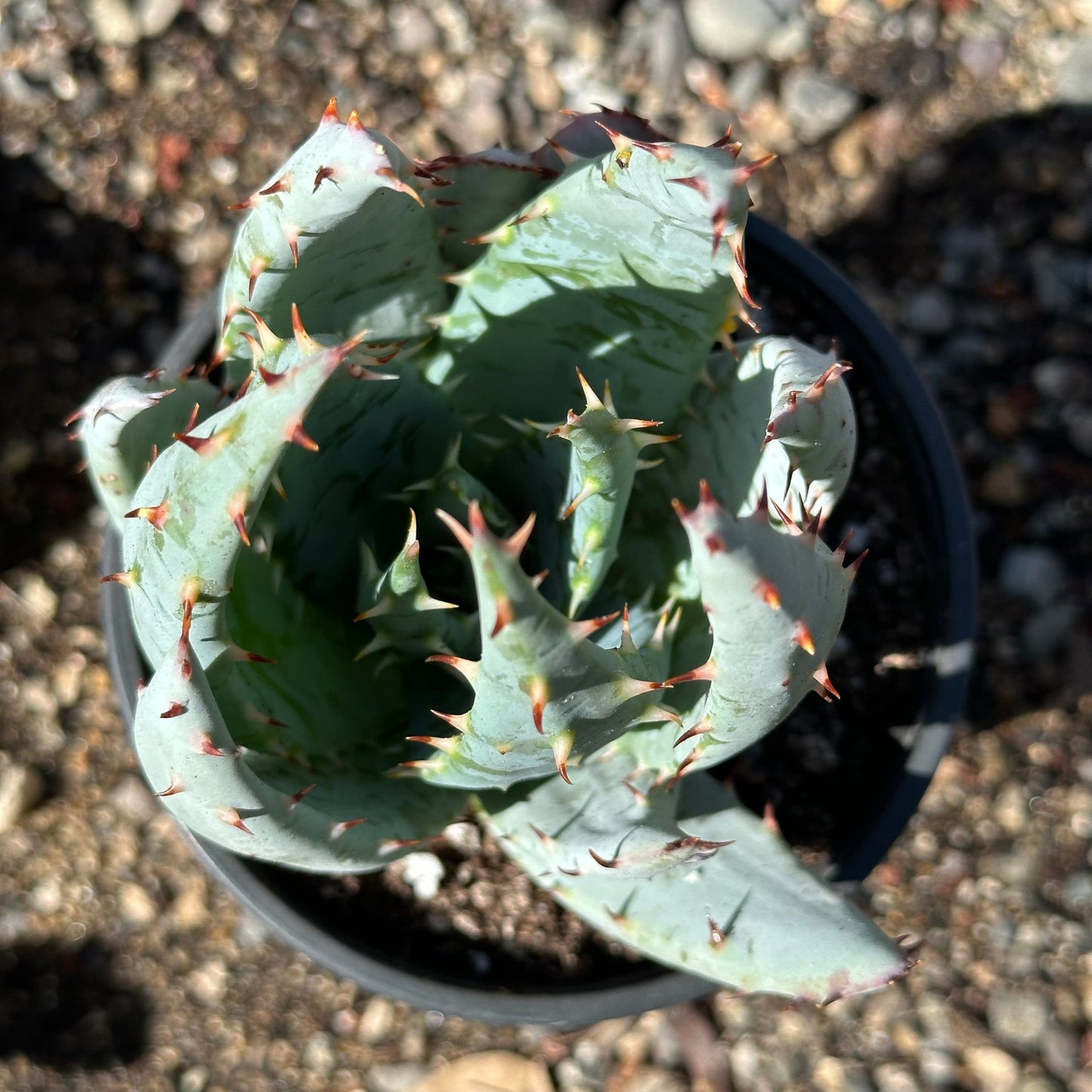 Aloe peglerae