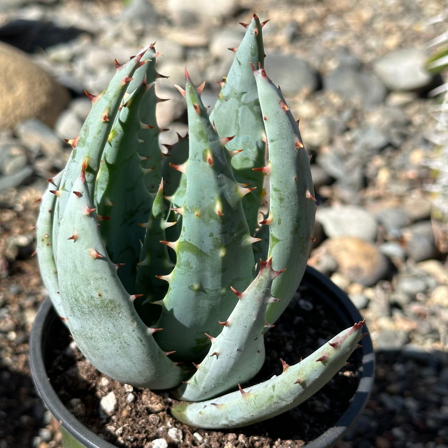 Aloe peglerae