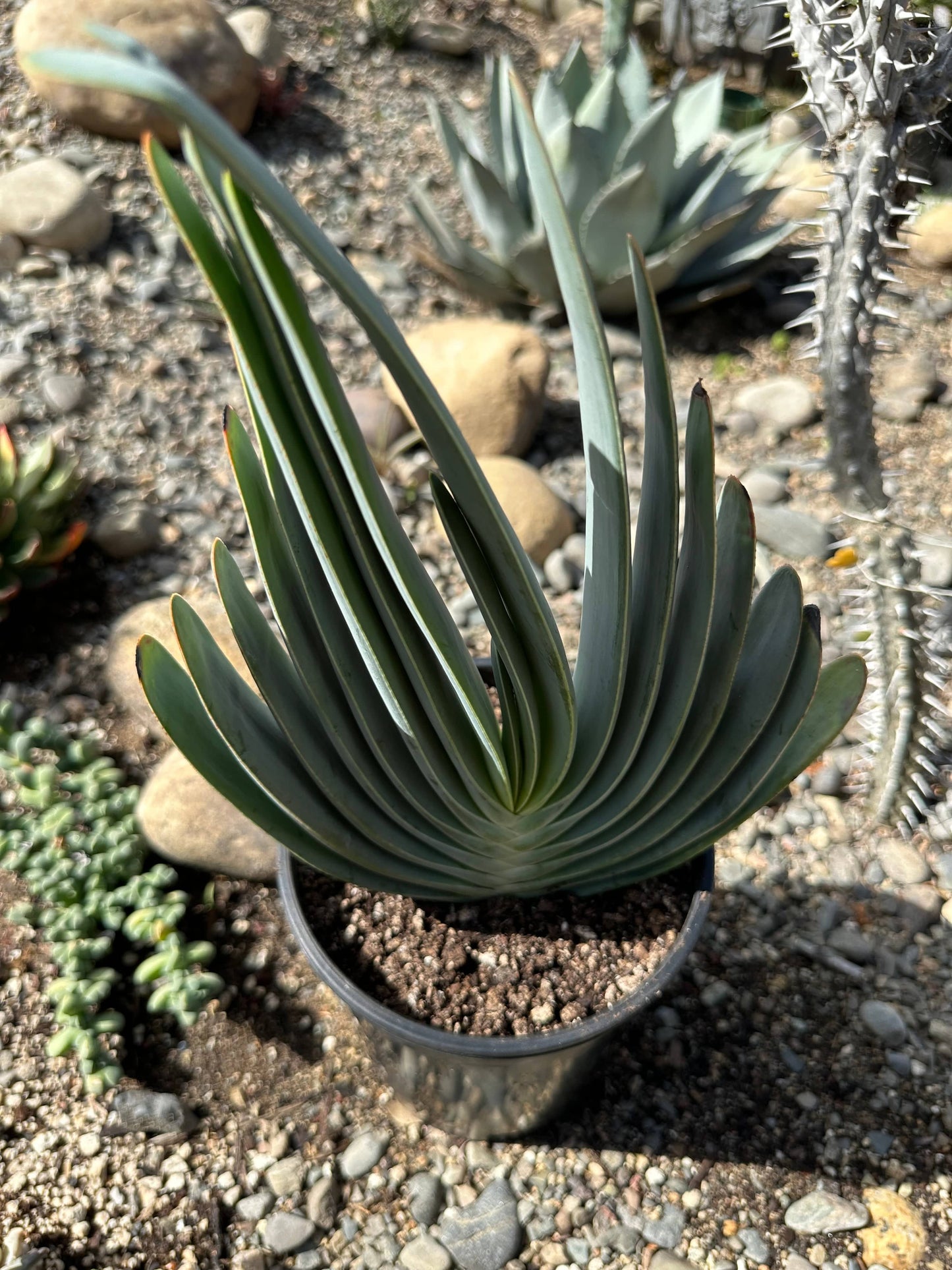 Aloe plicatilis