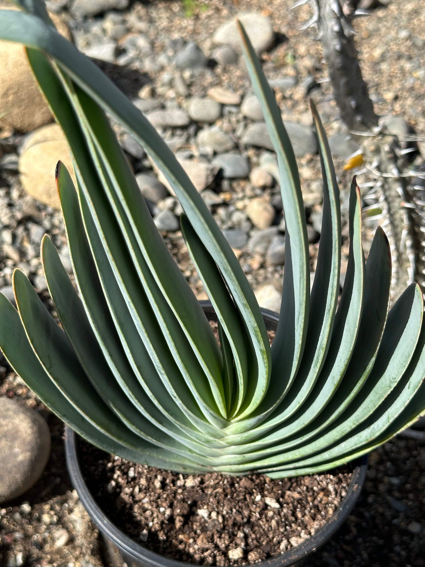 Aloe plicatilis