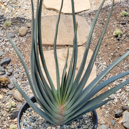 Aloe plicatilis