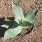 Aloe striata 'Coral Aloe' - 1 gal Assorted - Succulent - DesertScapeSucculent
