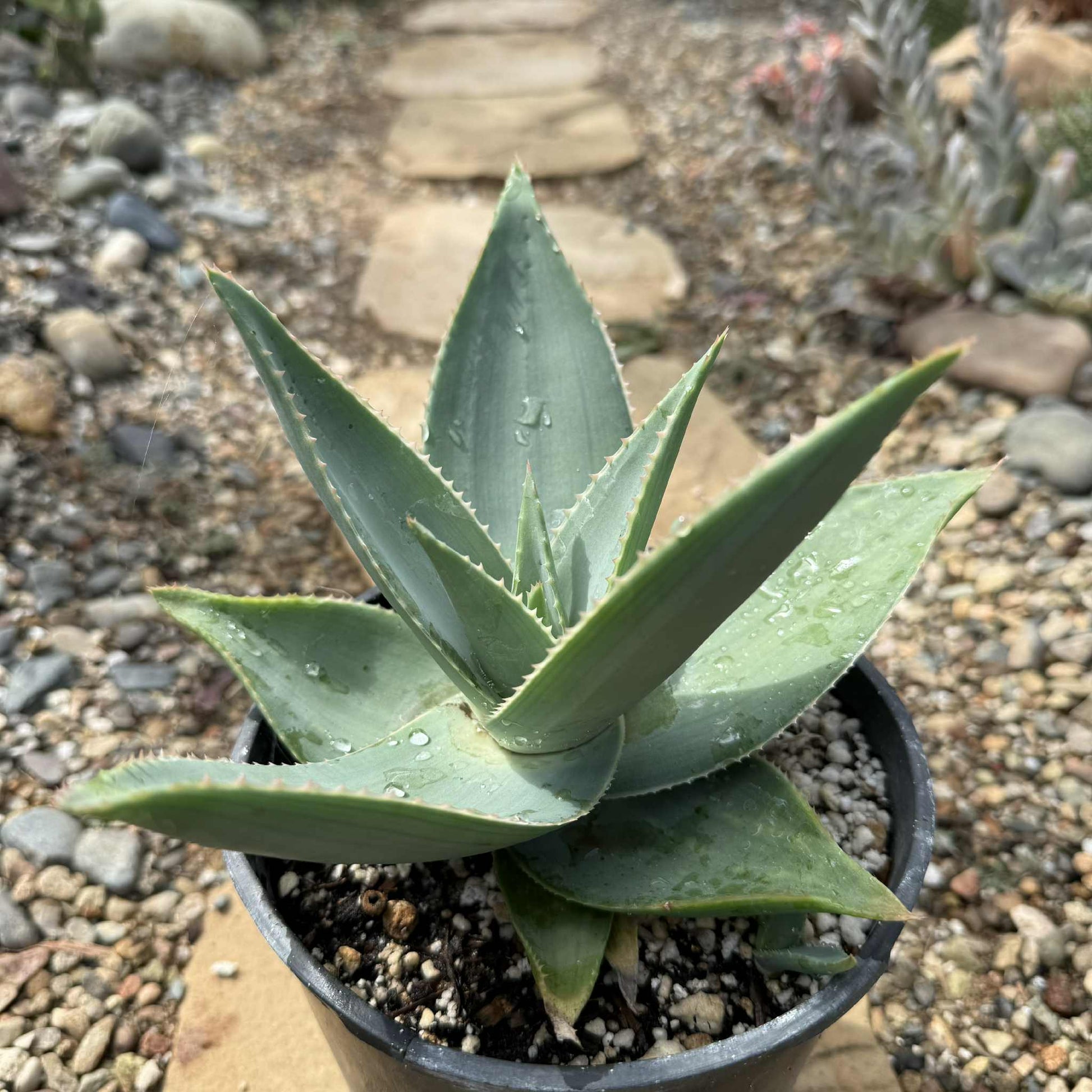 Aloe striata 'Ghost Aloe' - 1 gal Assorted - Succulent - DesertScapeSucculent