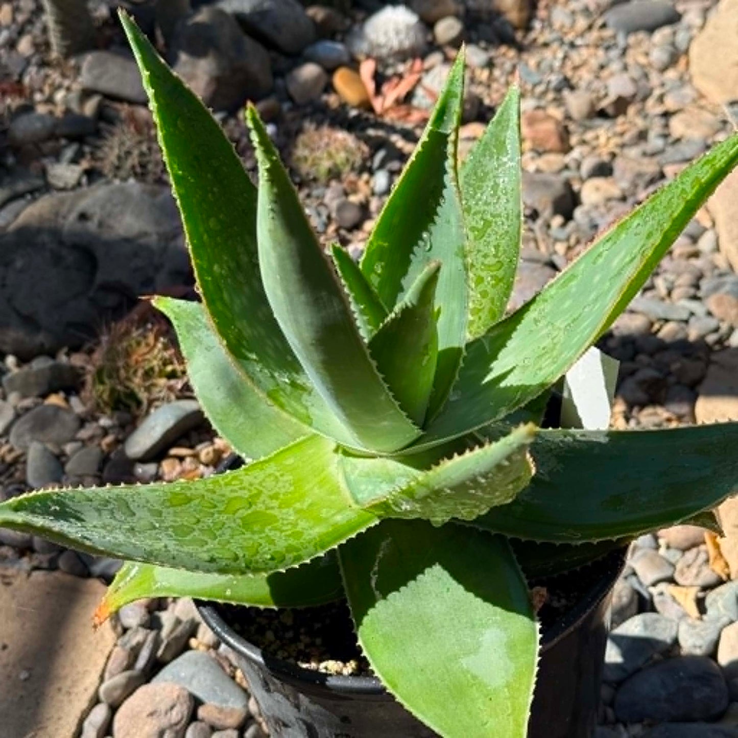 DesertScapeSucculent Succulent 1 Gallon Aloe striata 'Ghost Aloe'