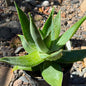 DesertScapeSucculent Succulent 1 Gallon Aloe striata 'Ghost Aloe'