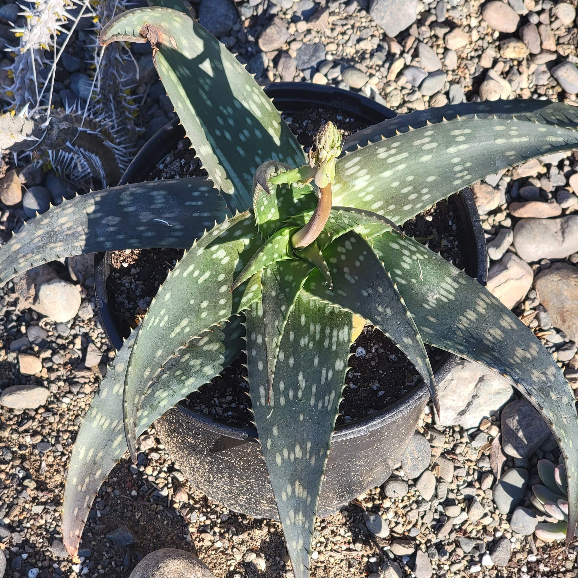 soap aloe vera plant Aloe maculata 'Soap Aloe' – DesertScapeSucculent