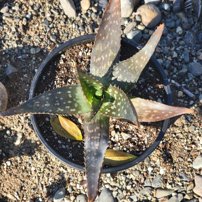 Aloe maculata 'Soap Aloe'