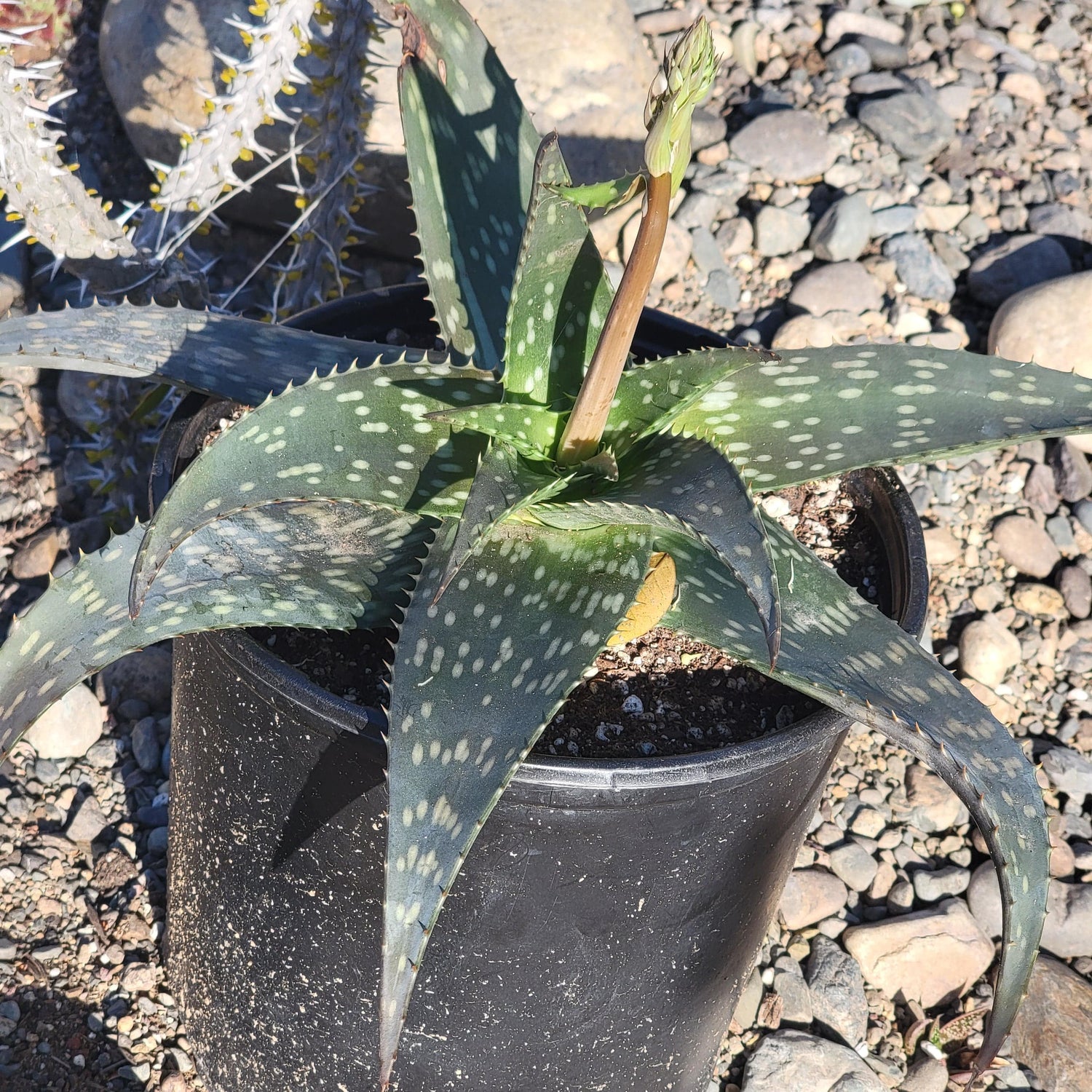 DesertScapeSucculent Succulent 10"/ 5 Gal Assorted Aloe maculata 'Soap Aloe'