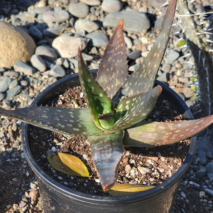 Aloe maculata 'Soap Aloe'