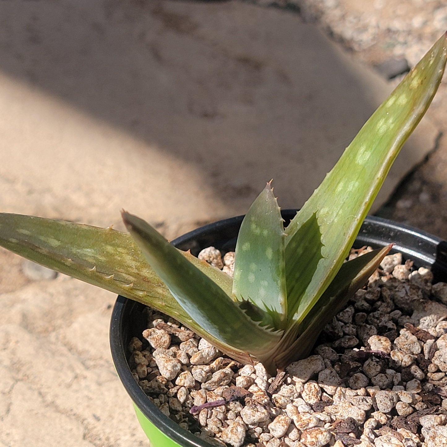 Aloe maculata 'Soap Aloe'