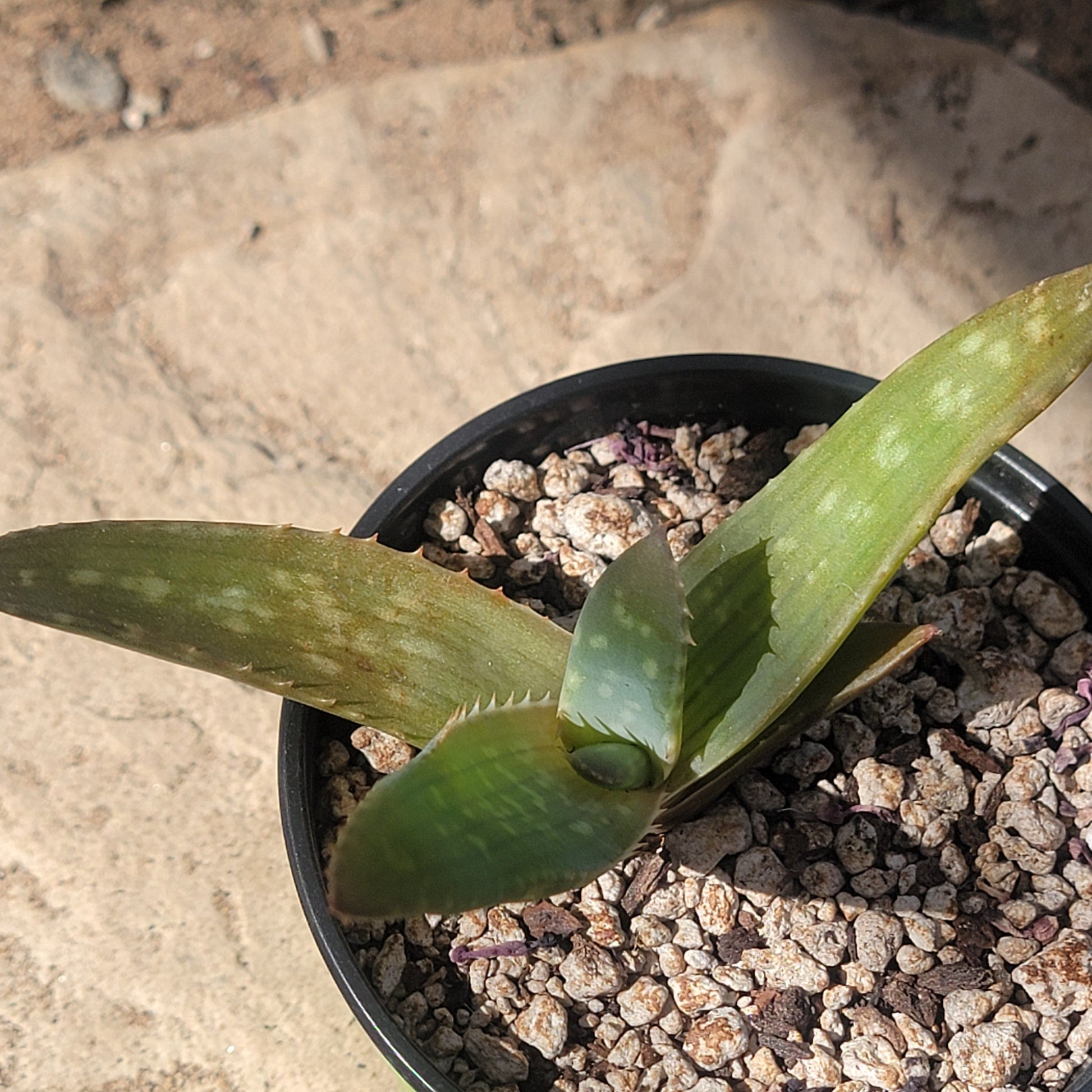 DesertScapeSucculent Succulent 4" Assorted Aloe maculata 'Soap Aloe'