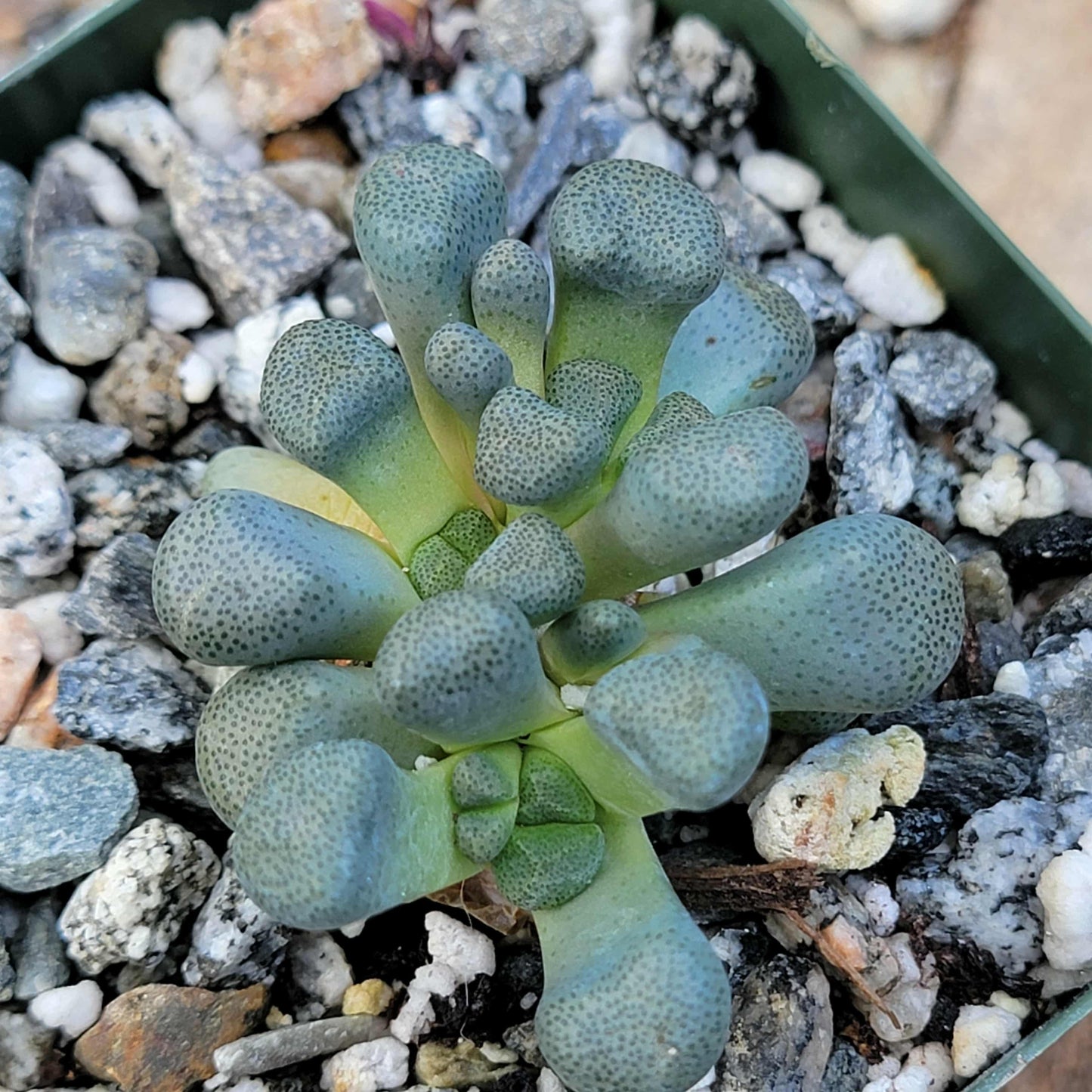 Aloinopsis schooneesii - 4 Inch - Succulent - DesertScapeSucculent