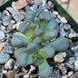 Aloinopsis schooneesii - 4 Inch - Succulent - DesertScapeSucculent
