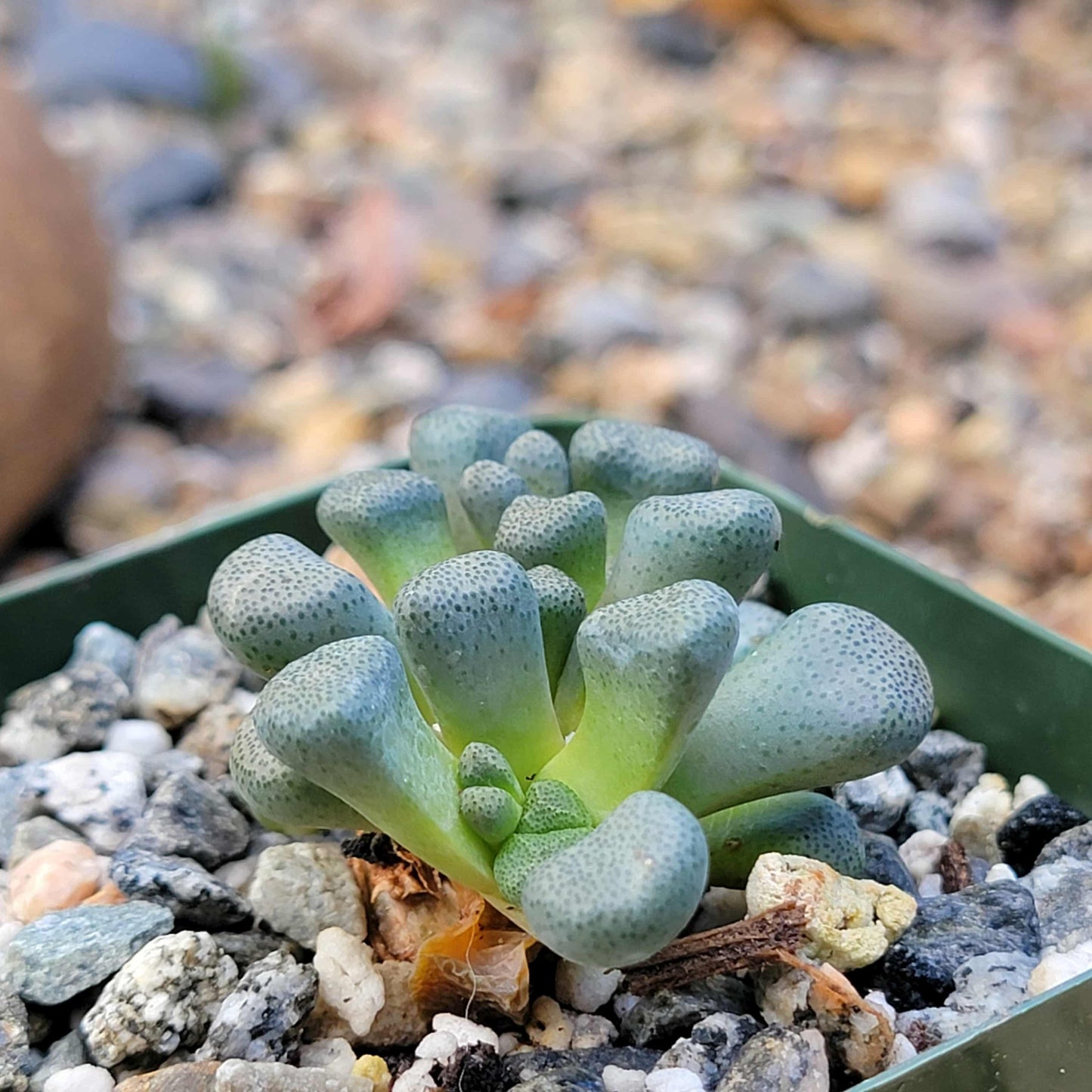Aloinopsis schooneesii - 4 Inch - Succulent - DesertScapeSucculent